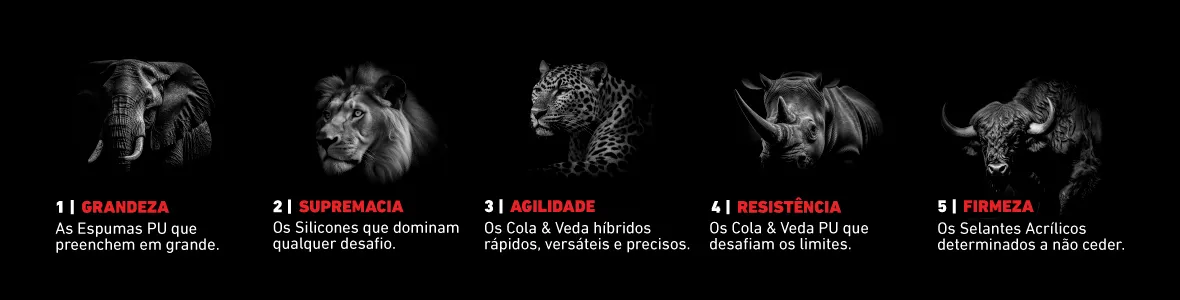 Big 5 da Soudal
